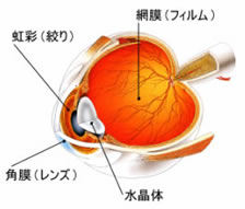 眼球構造